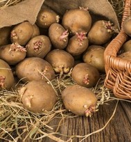 uPages, Алена, Когда сажать картофель в 2019 году?
