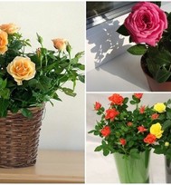 uPages, Алена, Как вырастить домашнюю розу: 5 важных правил