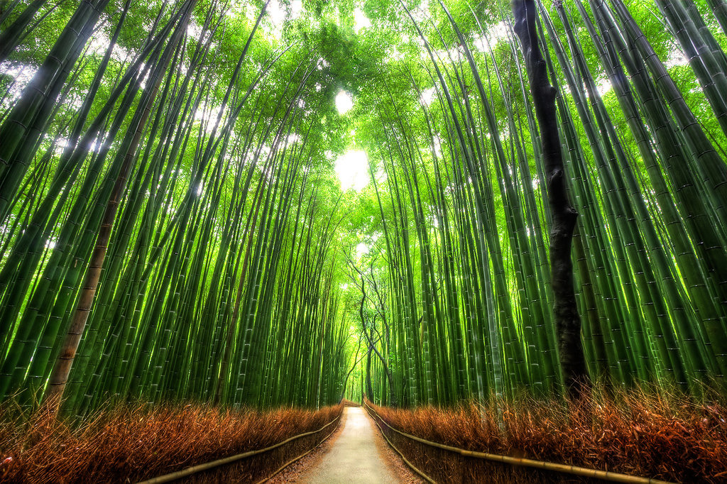 Бамбуковый лес «Сагано»