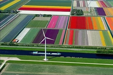 Поля тюльпанов в Нидерландах