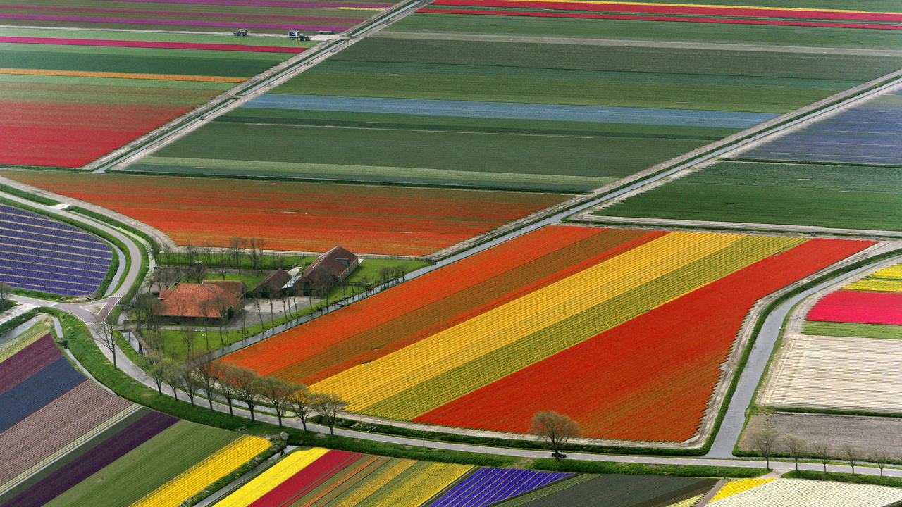 Поля тюльпанов в Нидерландах