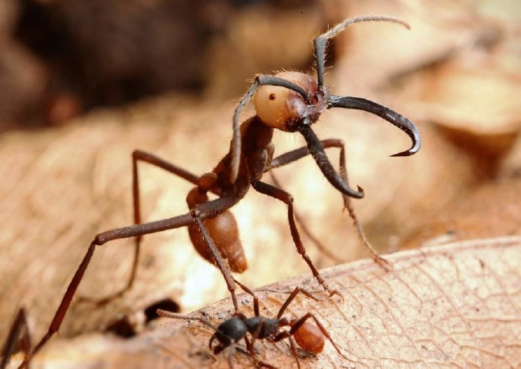 армейский муравей-солдат