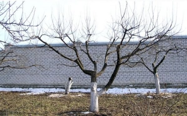 uPages. Александр. Все в сад!. Фото 5 uPages. Александр. Все в сад!. Фото 5