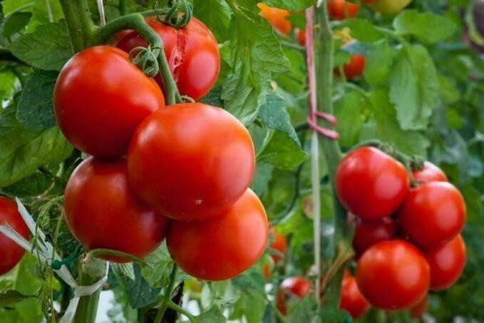 Когда высаживать помидоры