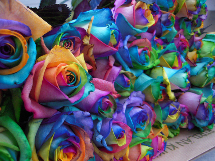 Rainbow Roses