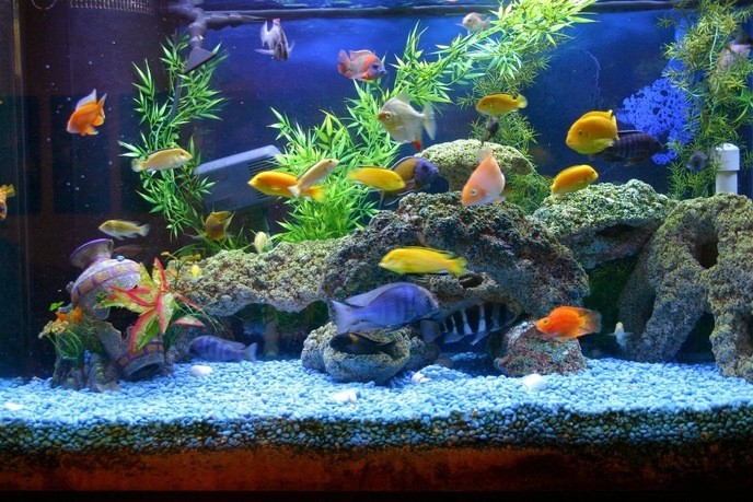 Красивые аквариумные рыбки фото